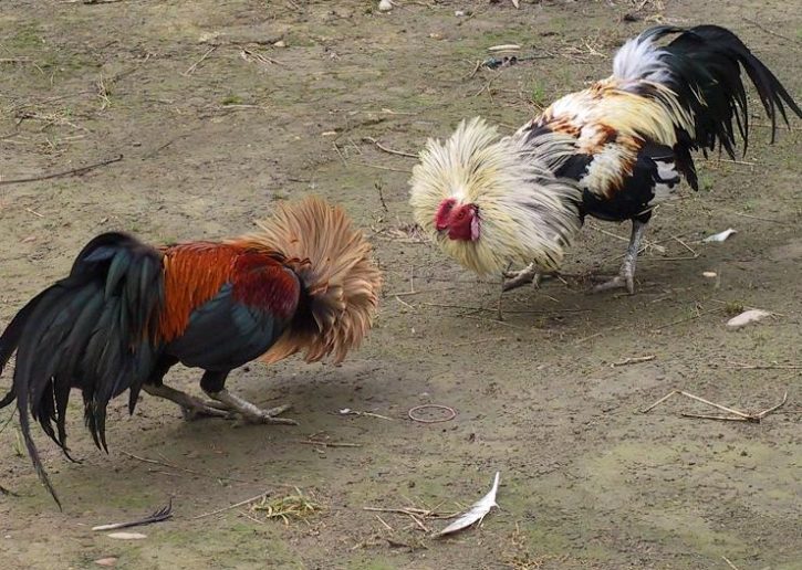 Mẹo chơi đá gà hay có thể người chơi chưa biết Meo choi da ga hay co the nguoi choi chua biet