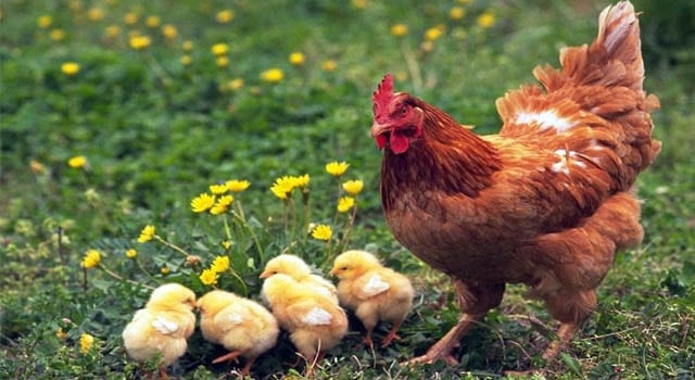 Nằm mơ thấy gà mái đánh con gì và điềm báo gì? Nam mo thay ga mai danh con gi va diem bao gi?