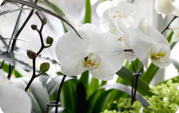 Ý nghĩa giấc mơ thấy hoa lan và con số may mắn phát tài? Y nghia giac mo thay hoa lan va con so may man phat tai?