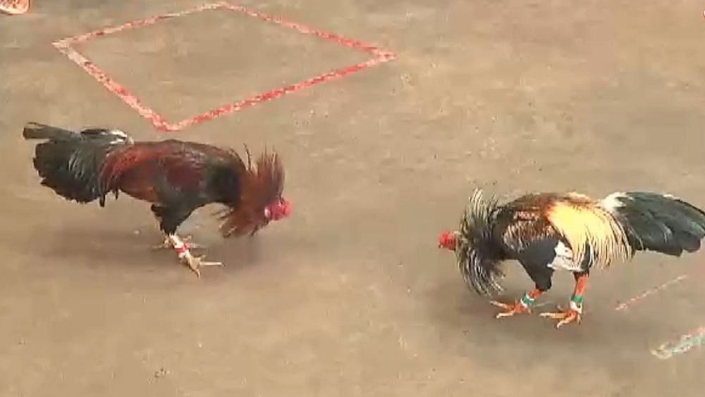 Cách chơi đá gà cựa sắt qua Thomo đơn giản nhất? Cach choi da ga cua sat qua Thomo don gian nhat?